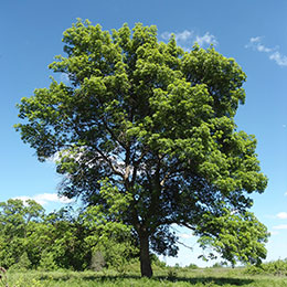 Fraxinus angustifolia